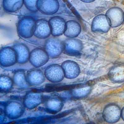 Bestimmungsabend SPEZIAL ascii