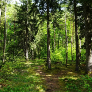 volketswil